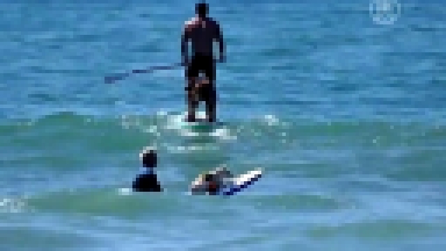 Собачий сёрфинг показали на пляже Калифорнии 
