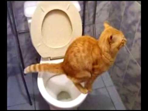смех и слезы)))кот срет в унитаз/laughter and tears)))cat shit in the toilet 