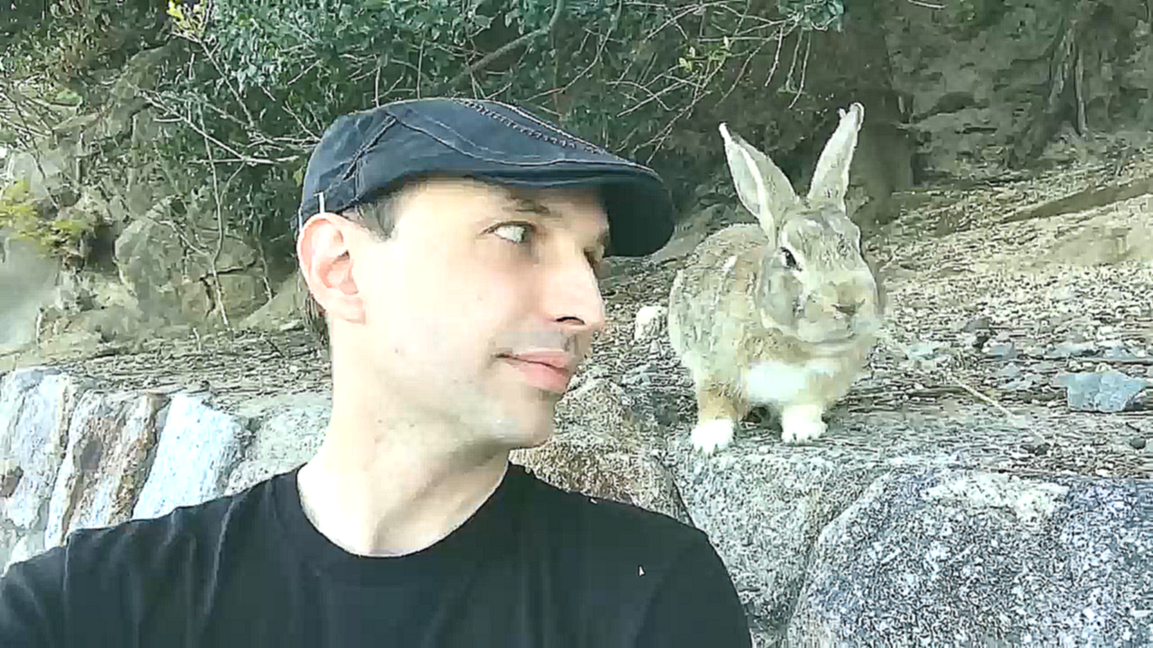 Остров кроликов в Японии Окуносима 