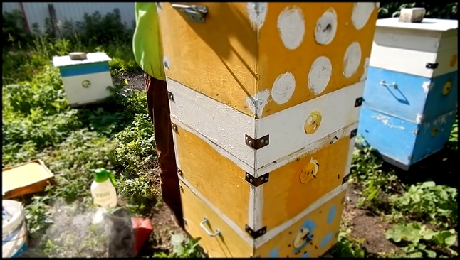 Развитие пчелопакета. Работа №8: Контрольный осмотр на начало главного взятка. 