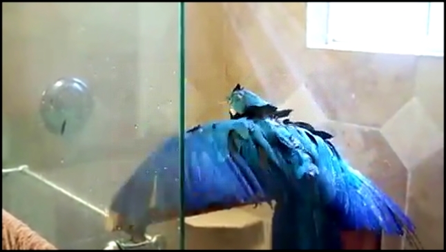 Видеоклип Попугай Ара принимает душ и кайфует  100 