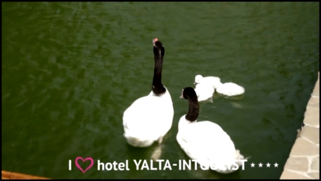 Зверополис в Крыму. Удивительные черношейные лебеди живут в отеле «Ялта-Интурист» 