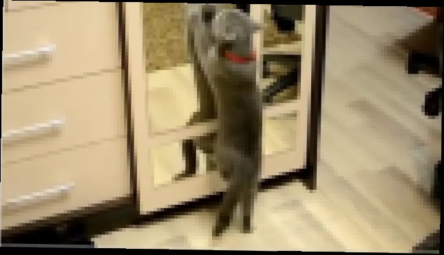 Видеоклип Кот танцует ламбаду 