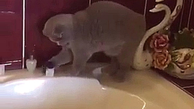 Кот в ванной 