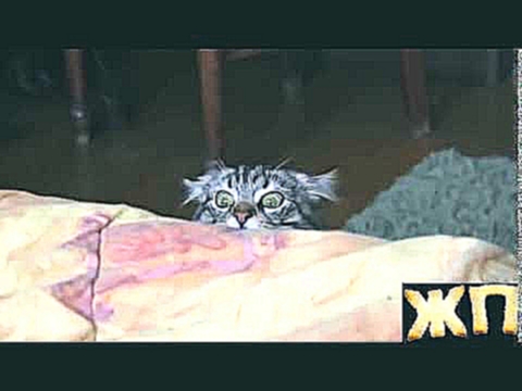 Забавные подглядывающие Кошки – Новый видео хит про Кошек. 