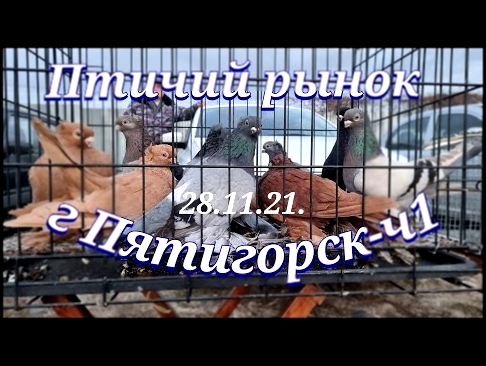 Голуби цены Птичий рынок г Пятигорск-ч1Pigeons prices Bird market Pyatigorsk-ch1 
