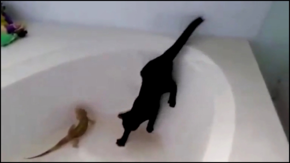 Коты в ванной 