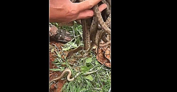 Змеелов голыми руками достает змей из гнезда 