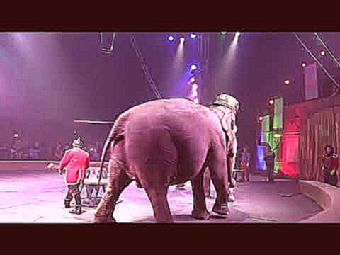 Прикол Слон какает и писает в цирке 