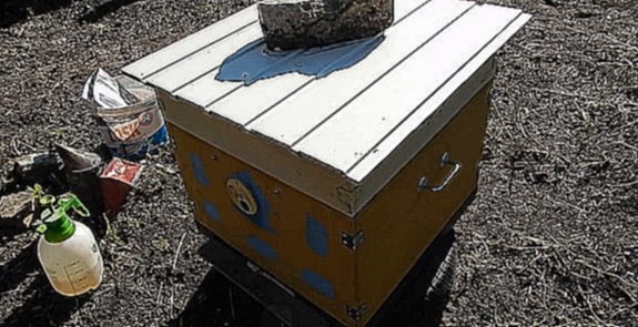 Развитие пчелопакета. Работа №2: Второй осмотр и расширение гнезда вощиной. 