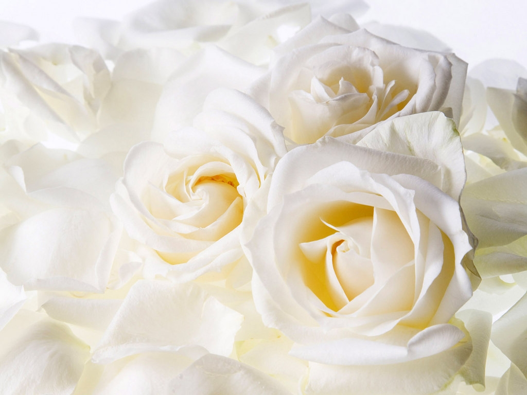 Белые розы (бодрая версия) Мамульки Бенд
