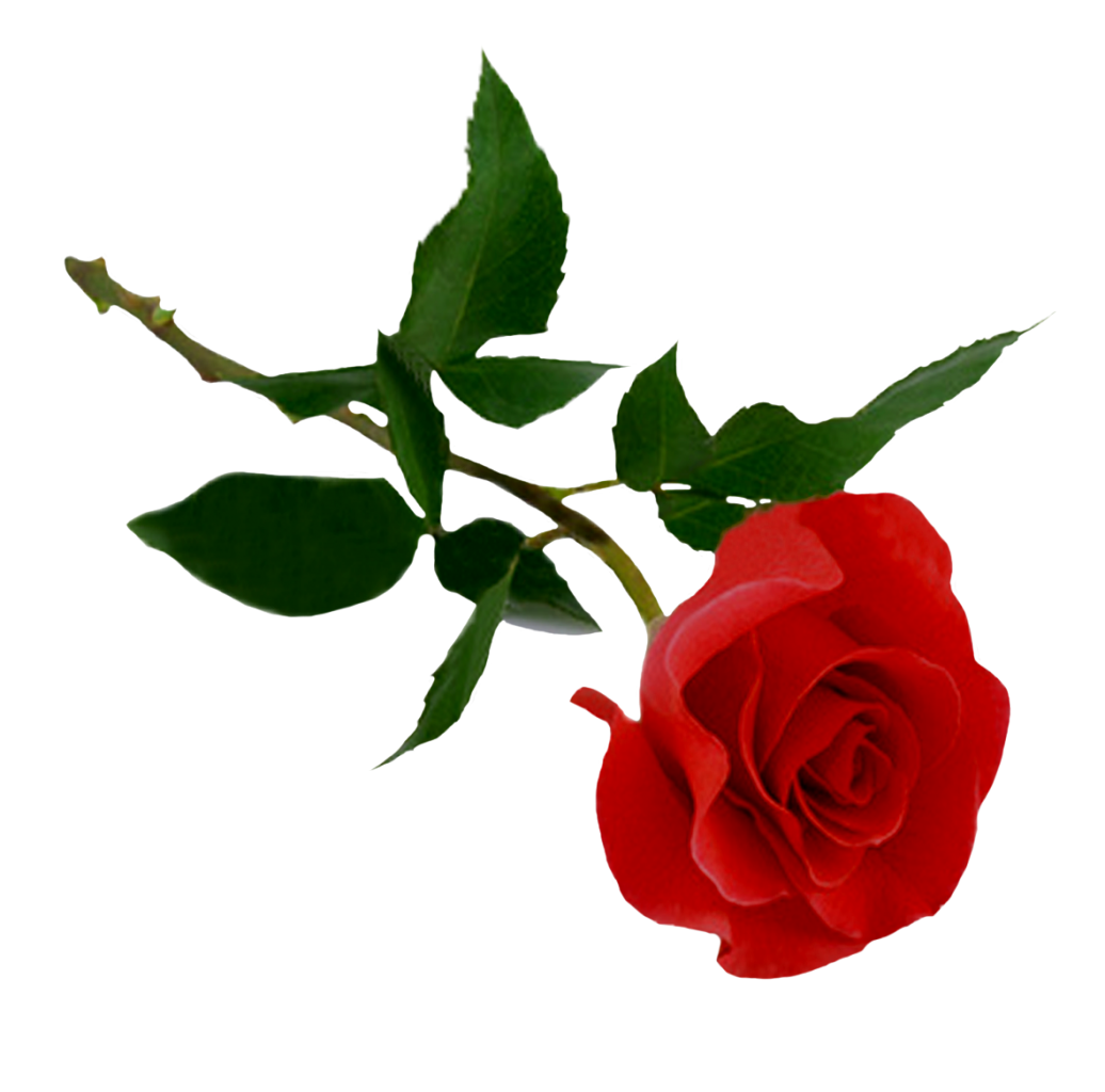 Белую розу срываю, красную розу дарю Вячеслав Евтух