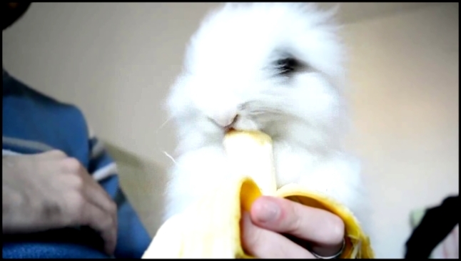 Кролик ест банан 