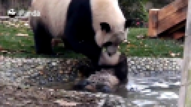Мама-панда пытается искупать детеныша 