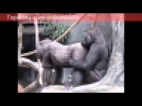 Гориллы и их спаривание  Gorillas and their pairing 