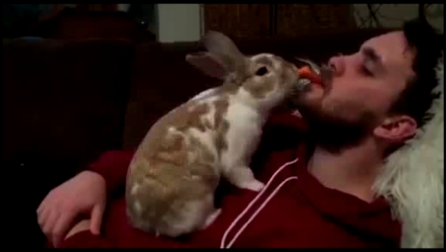 Кролик ест морковку 