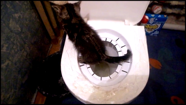 Котенок ходит в туалет на унитаз. Второй этап, через две недели.  