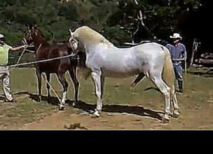 Креольский конь и картезианская лошадь 