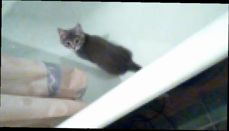 как приучить мыться в ванной кота))) 