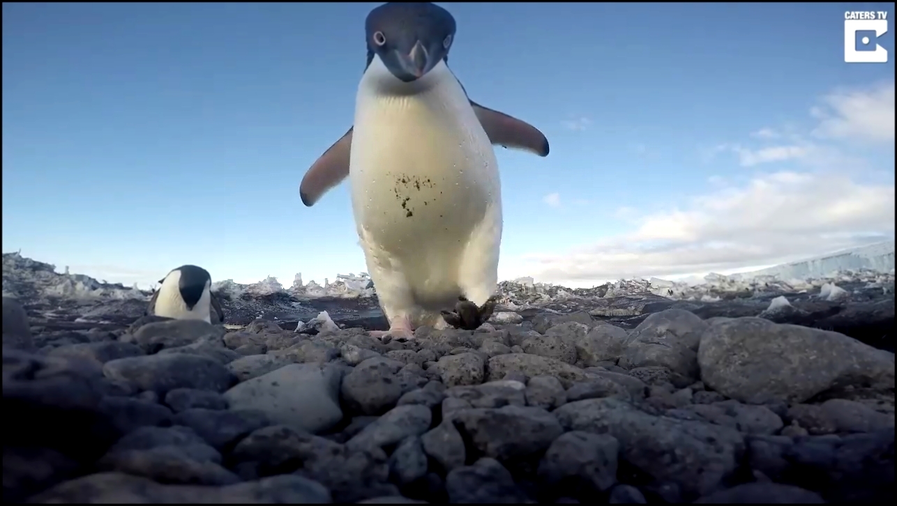 Наглый пингвин пытается украсть камеру 