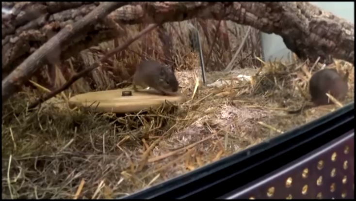 Видеоклип ВЛОГ Животные Смешные животные зайчики рыбки мышки Приколы с животными pet shop animals vlog 