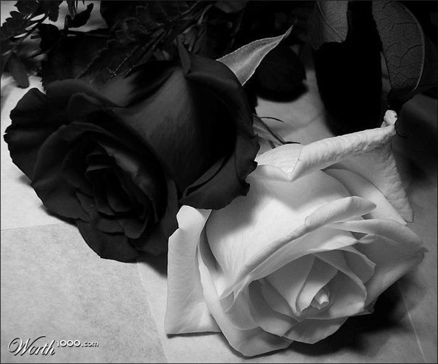 Черная роза с белою розой Лайма Вайкуле