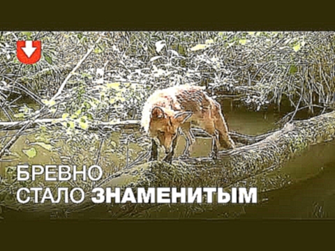 Скрытая камера в лесу сняла, как животные используют импровизированный мост 