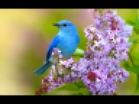 Видеоклип Пение соловья и лесных птиц: активизация всех систем организма. Очищает помещение от негатива 