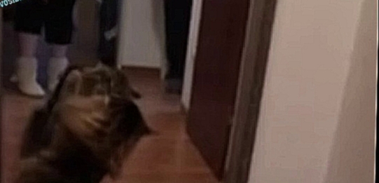 Видеоклип Кот нападает на зеркало Это бывший приютский котик который уехал в новый дом из России в Германию 
