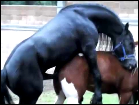 Репродуктивное спаривание лошадей 