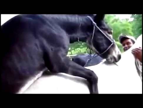 Donkey Mating With Horse Спаривание Осла С Лошадью! ЖЭСТЬ!!! 