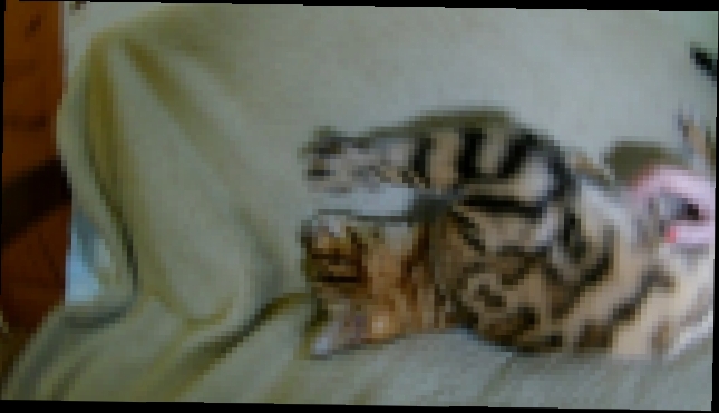 Бенгальский ласковый котенок на диване 