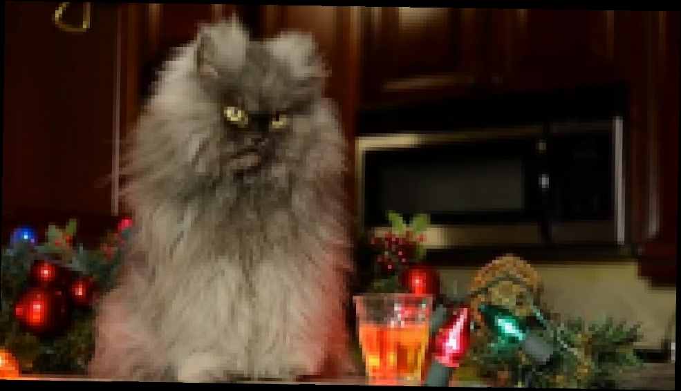 Видеоклип ТОП 5 Еноты, коты, собаки против рождественской елки 