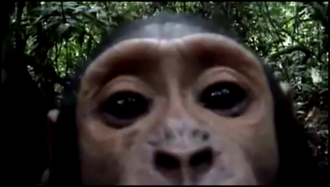Любопытная обезьяна нашла скрытую камеру 