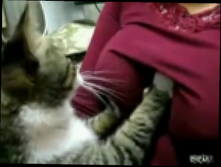 Видеоклип Просто смотрим, без эмоций. Котик мнёт грудь женщины. Бстыжий кот. Приколы про кошек.+#$@*. 