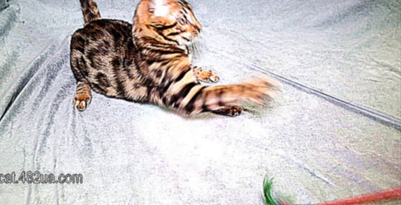 Веселый бенгальский котенок играет на диване 22012019 