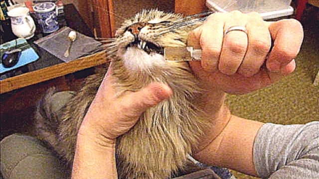 Как напоить кошку лечебным отваром:) 