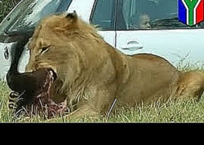 Американскую туристку загрыз лев во время сафари в Южной Африке 