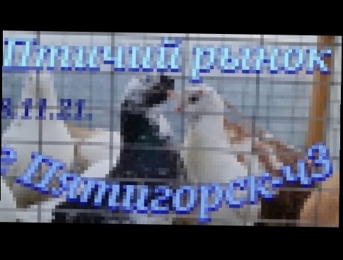 Голуби цены Птичий рынок г Пятигорск-ч3Pigeons prices Bird market Pyatigorsk-ch3 