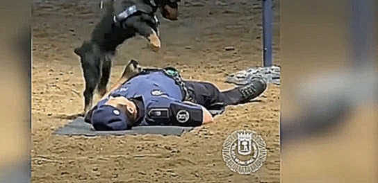 Пёс «спас» полицейского, сделав ему непрямой массаж сердца 