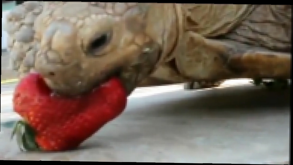 Черепаха аппетитно кушает клубнику 