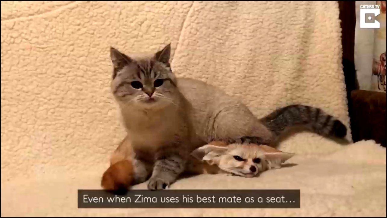 Видеоклип Фенек и кот - лучшие друзья 