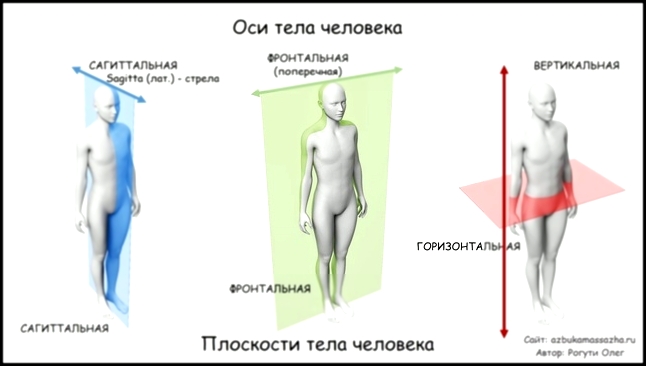 Послойное расположение мышц. Оси и плоскости тела | Урок 5, часть 2 | Уроки массажа 