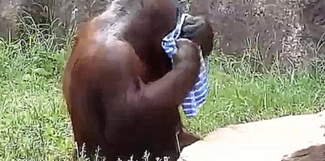 Орангутан обтирается полотенцем 