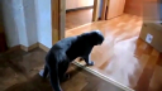 Видеоклип Кот после наркоза 