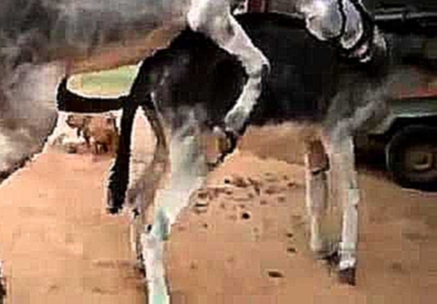 Спаривание Ослов Mating Donkey 