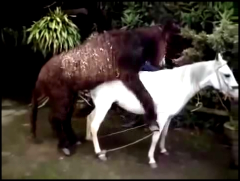 Спаривание ОСЛА с Лошадью DONKEY pairing with Horse 
