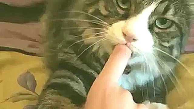 Кот сосет палец перед сном 