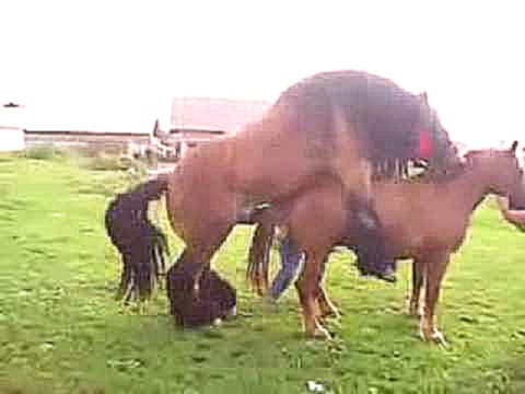 Видео о том, как спаривают лошадей 