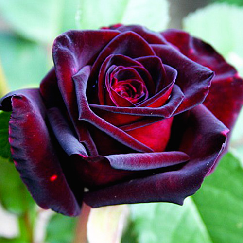 О черных и красных розах Фристайл-Жёлтые Розы (1989)